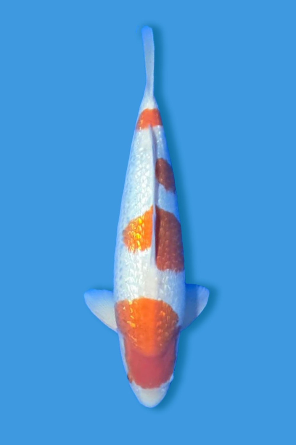 Juara 1
