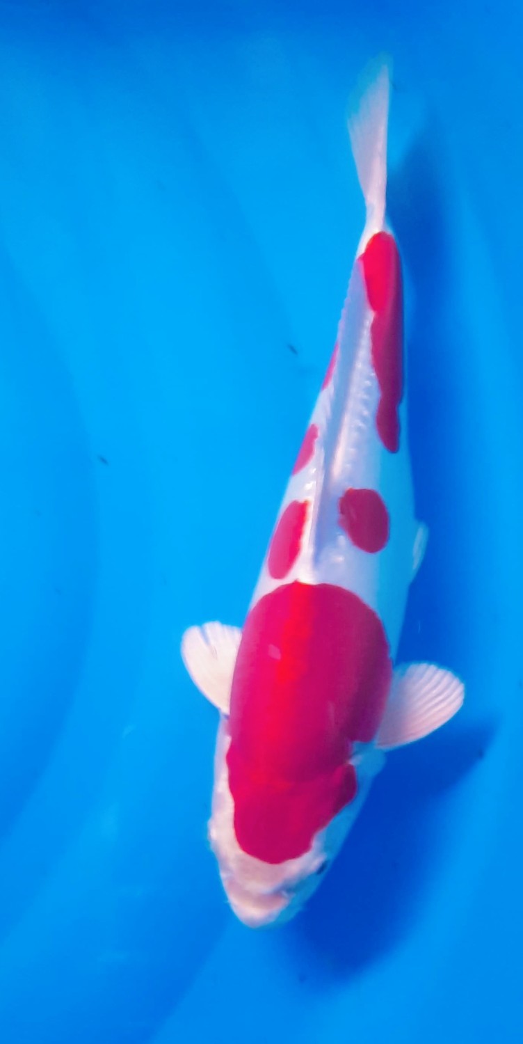 Juara 2