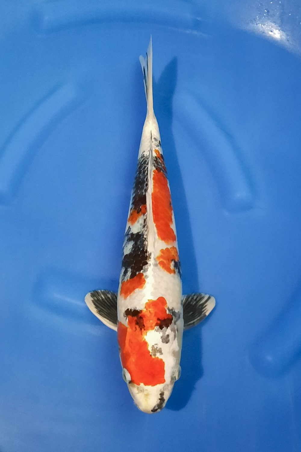 Juara 5