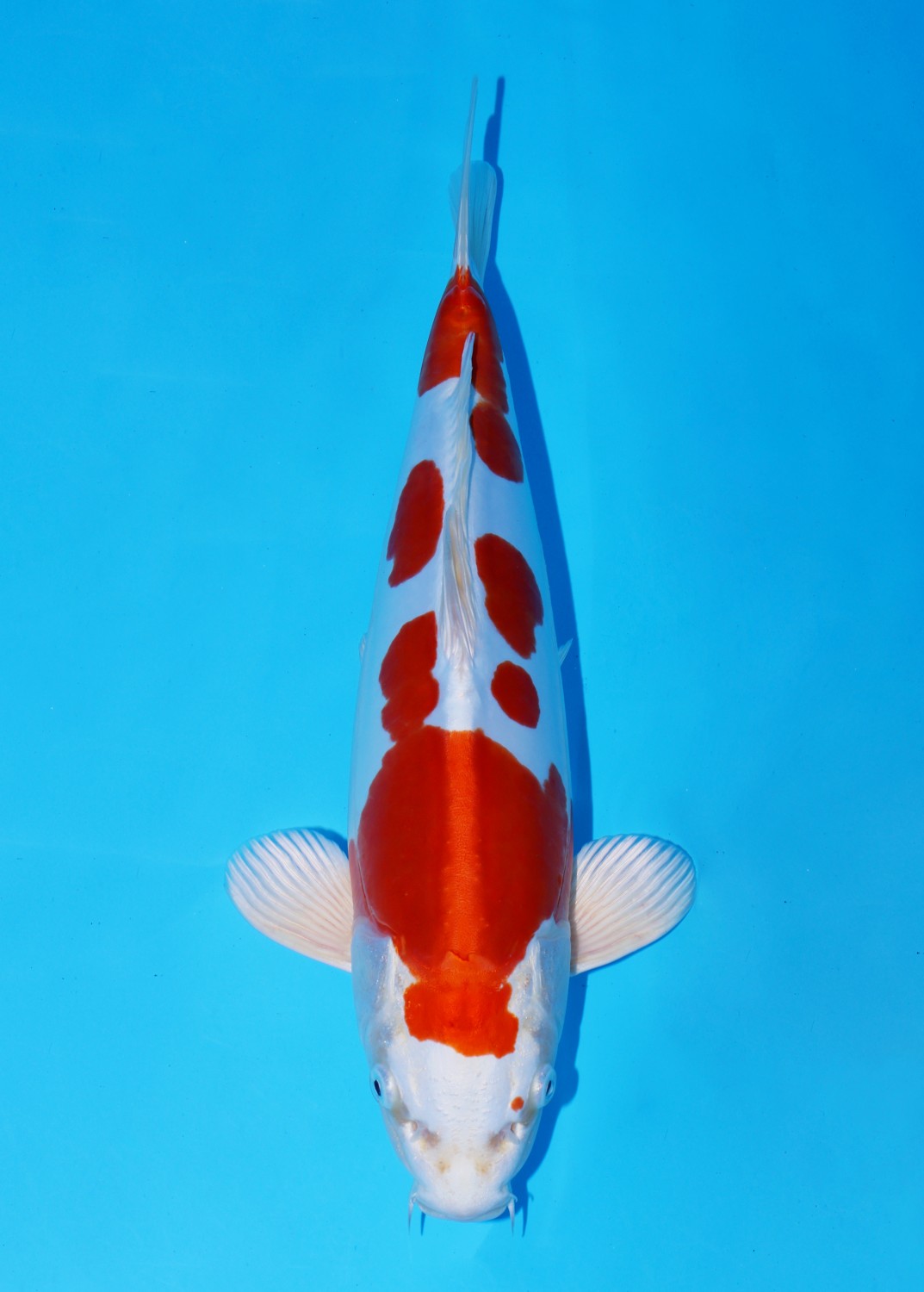 Ikan Koi Hikari Moyomono