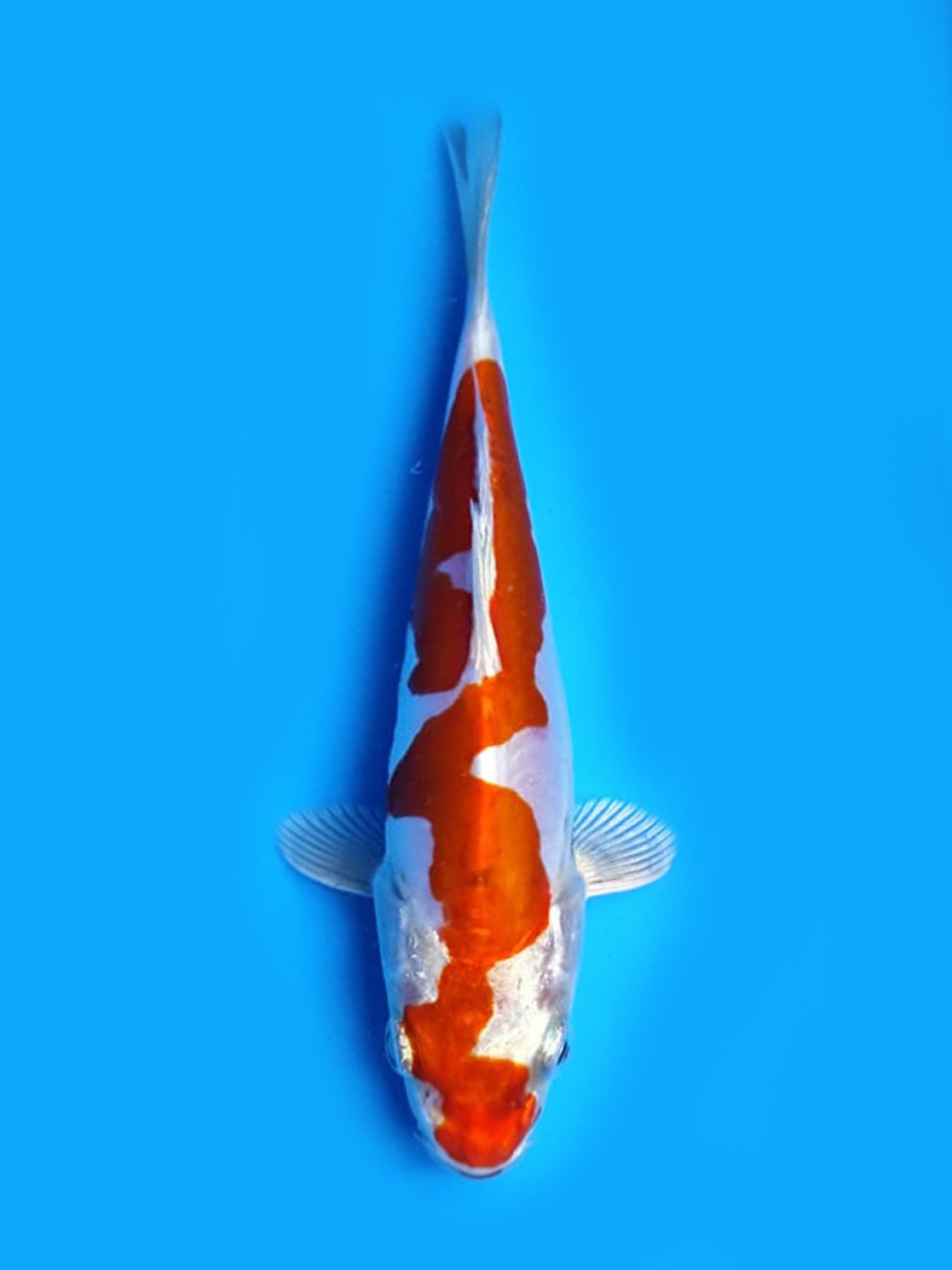 Juara 2