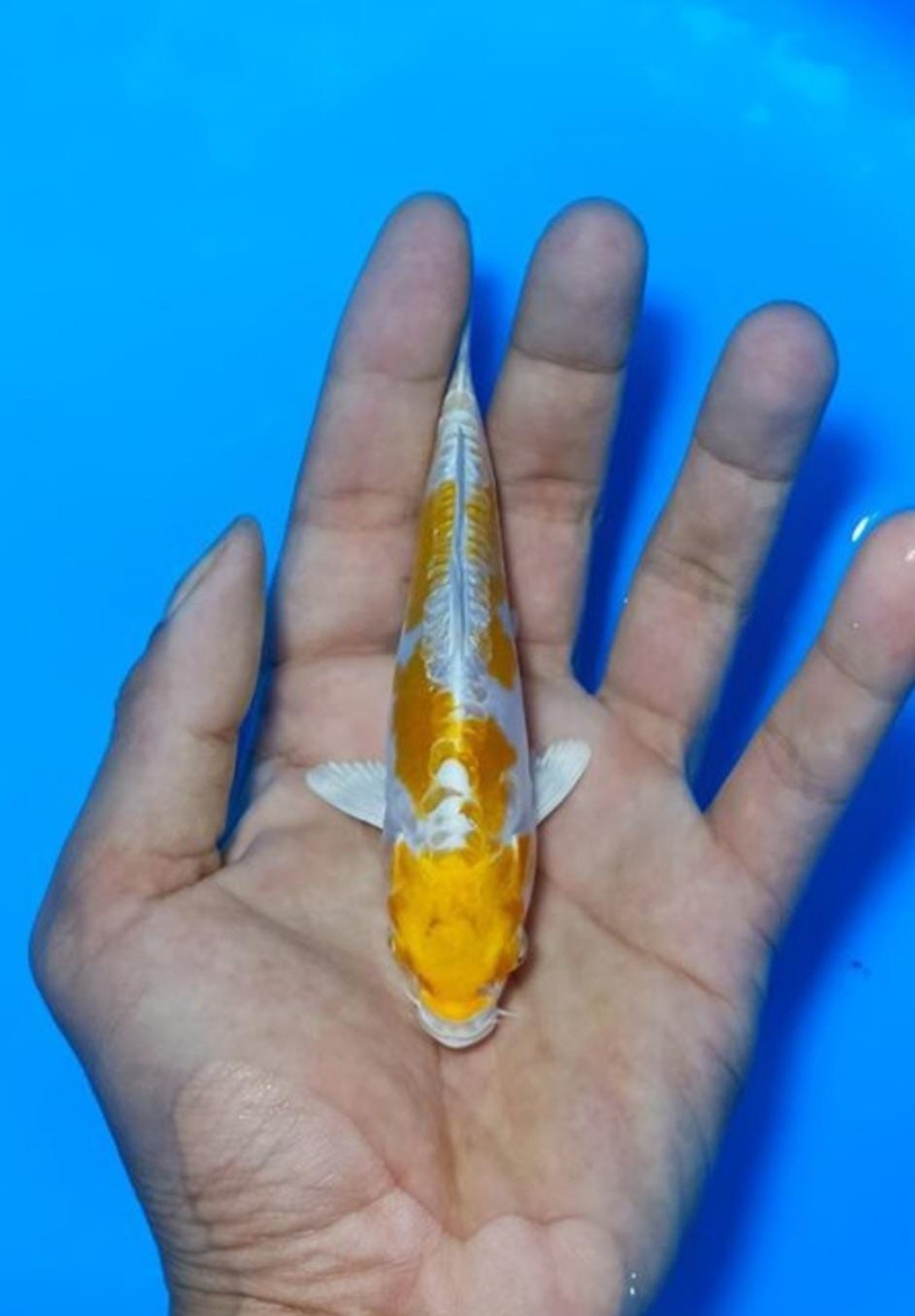 Juara 4