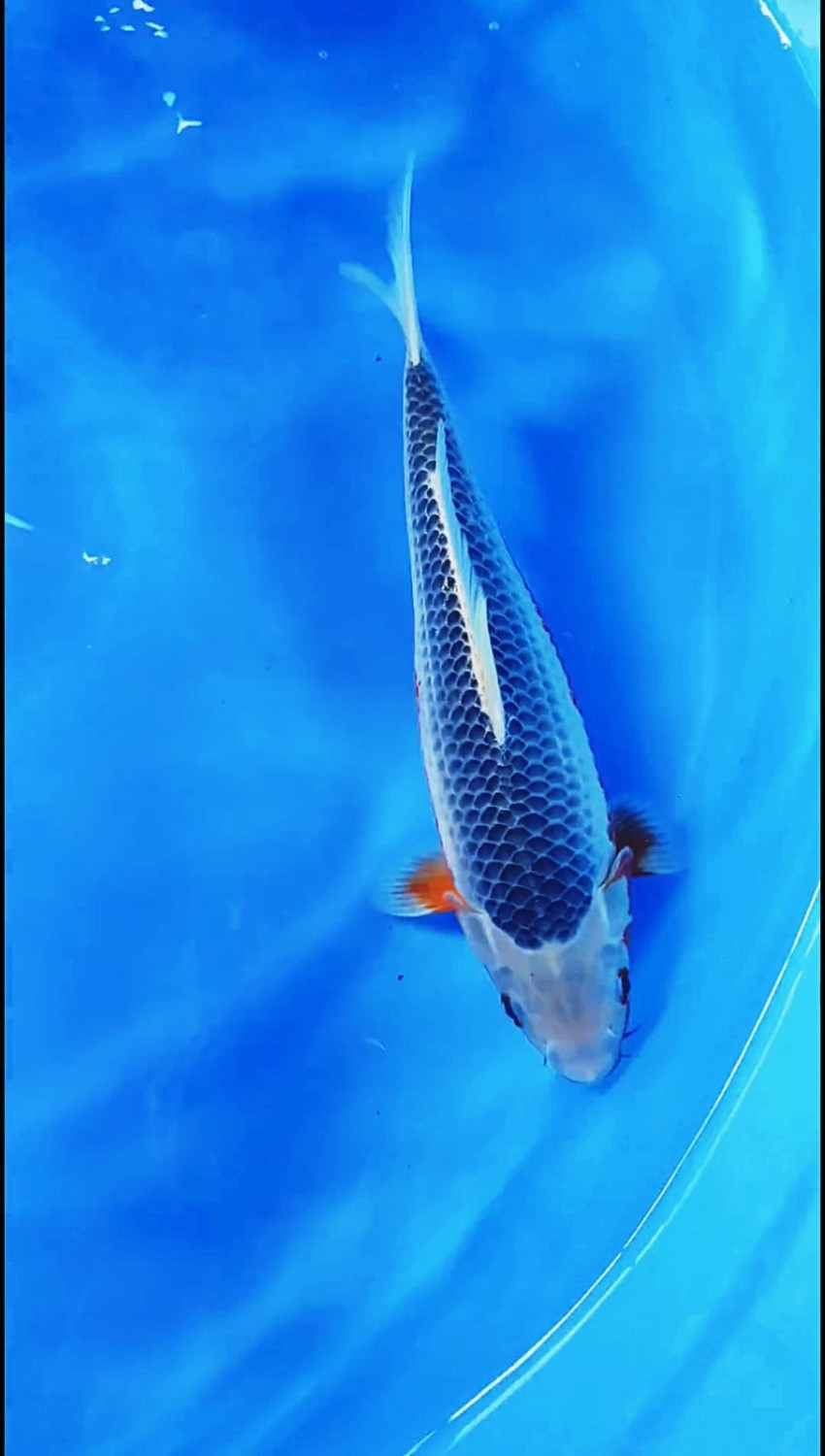 Juara 1