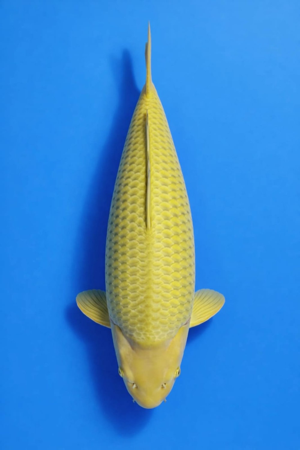 Juara 3