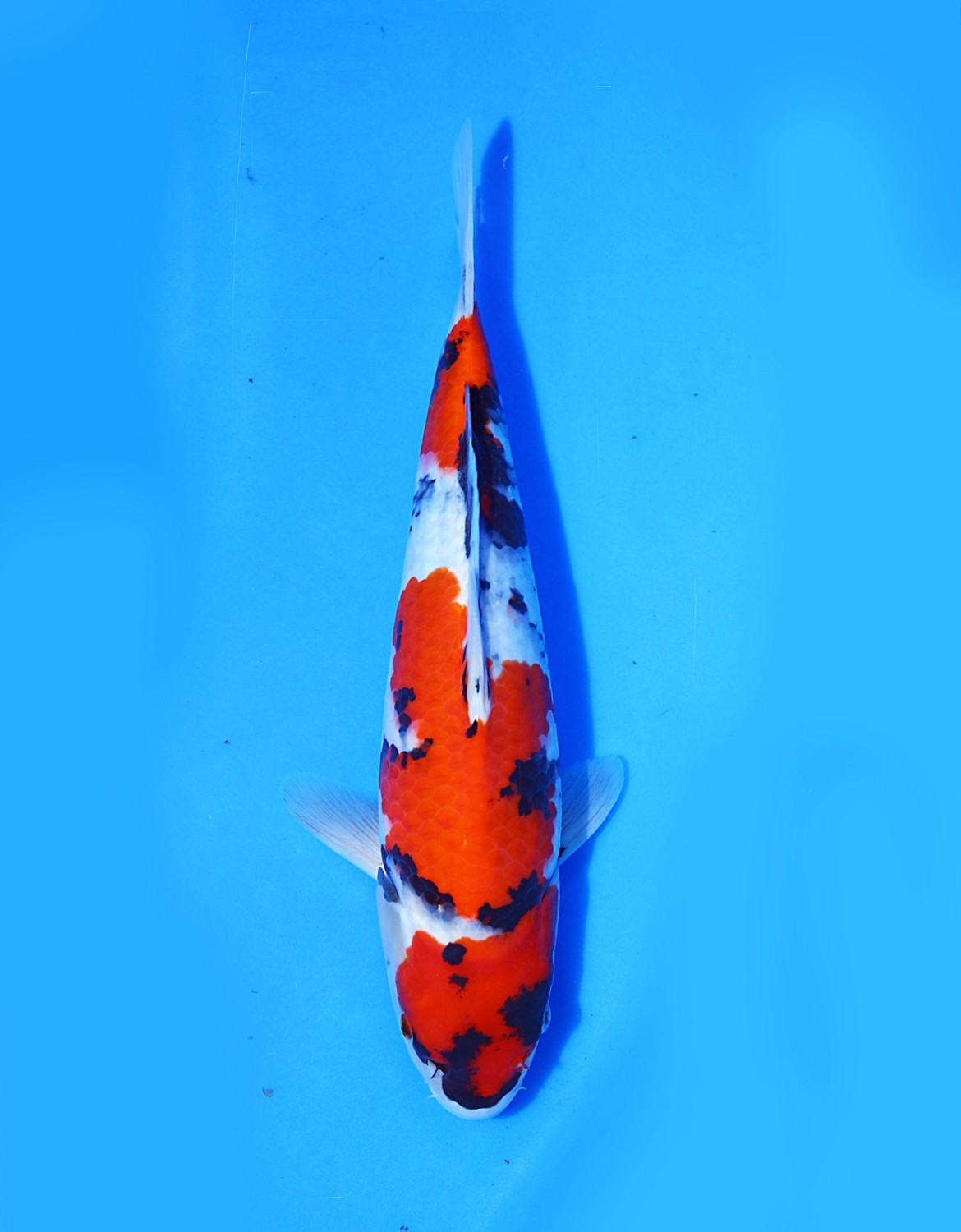 Juara 1