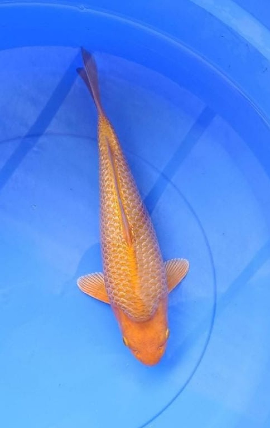 Juara 1