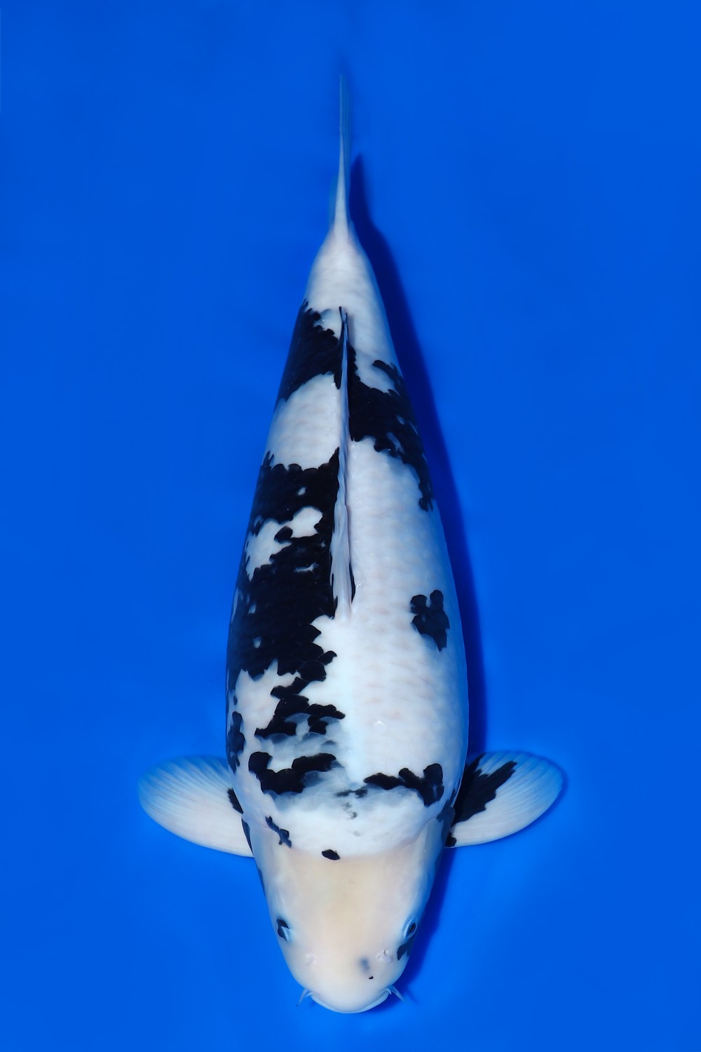 Juara 1
