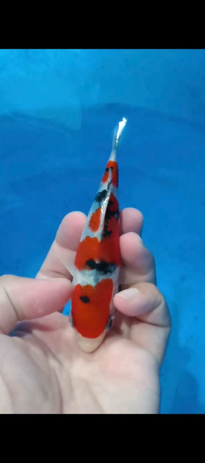 Juara 4