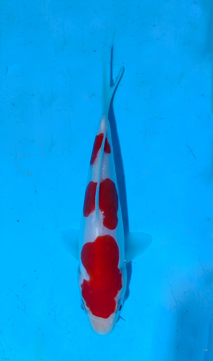 Juara 1