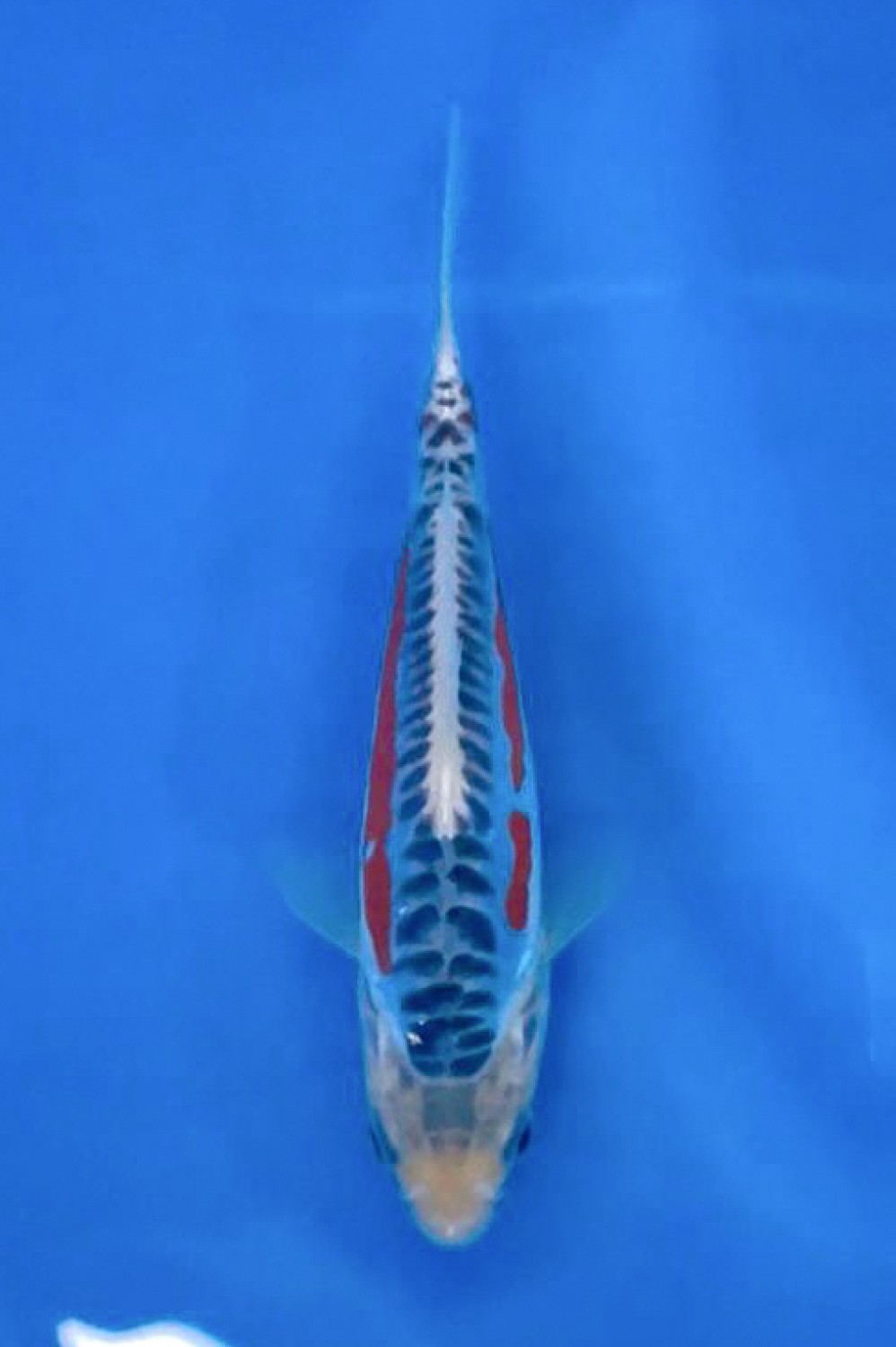 Juara 1