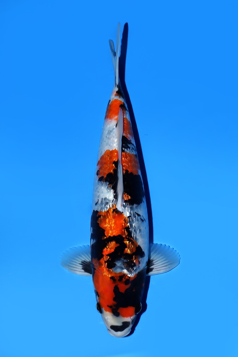 Juara 2