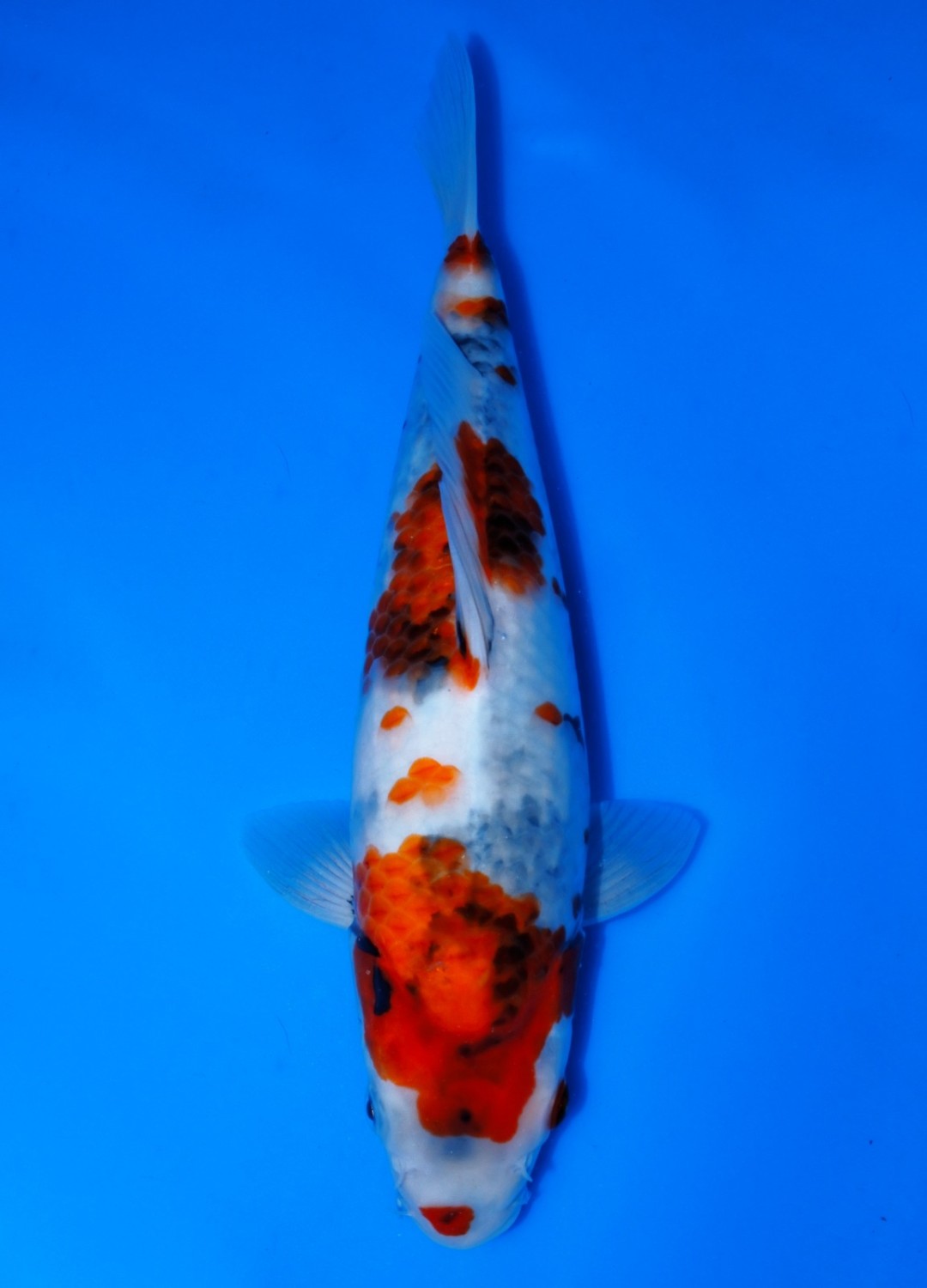 Juara 5