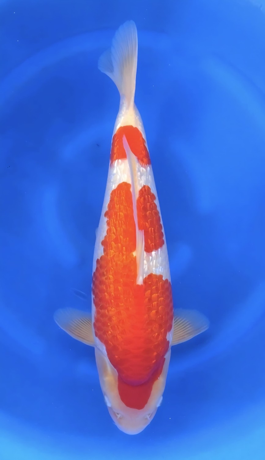 Ikan Koi Kinginrin A