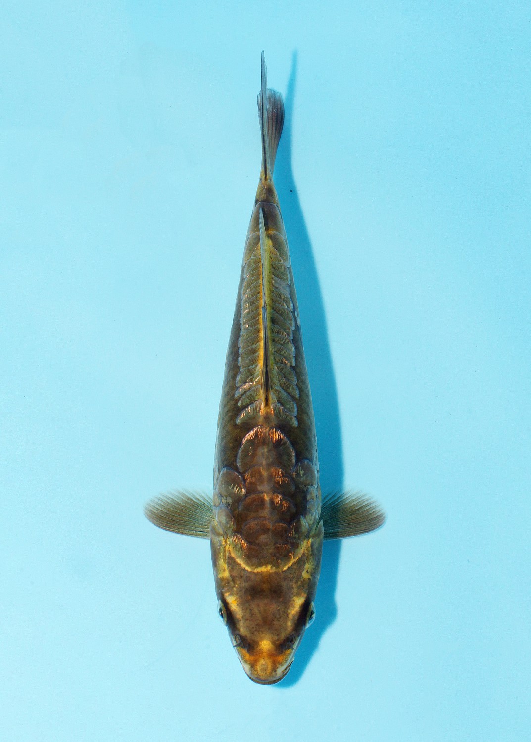 Ikan Koi Kawarimono A