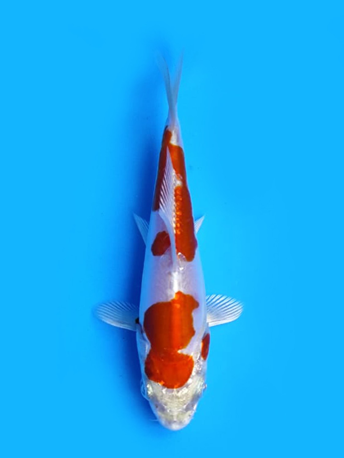 Juara 1