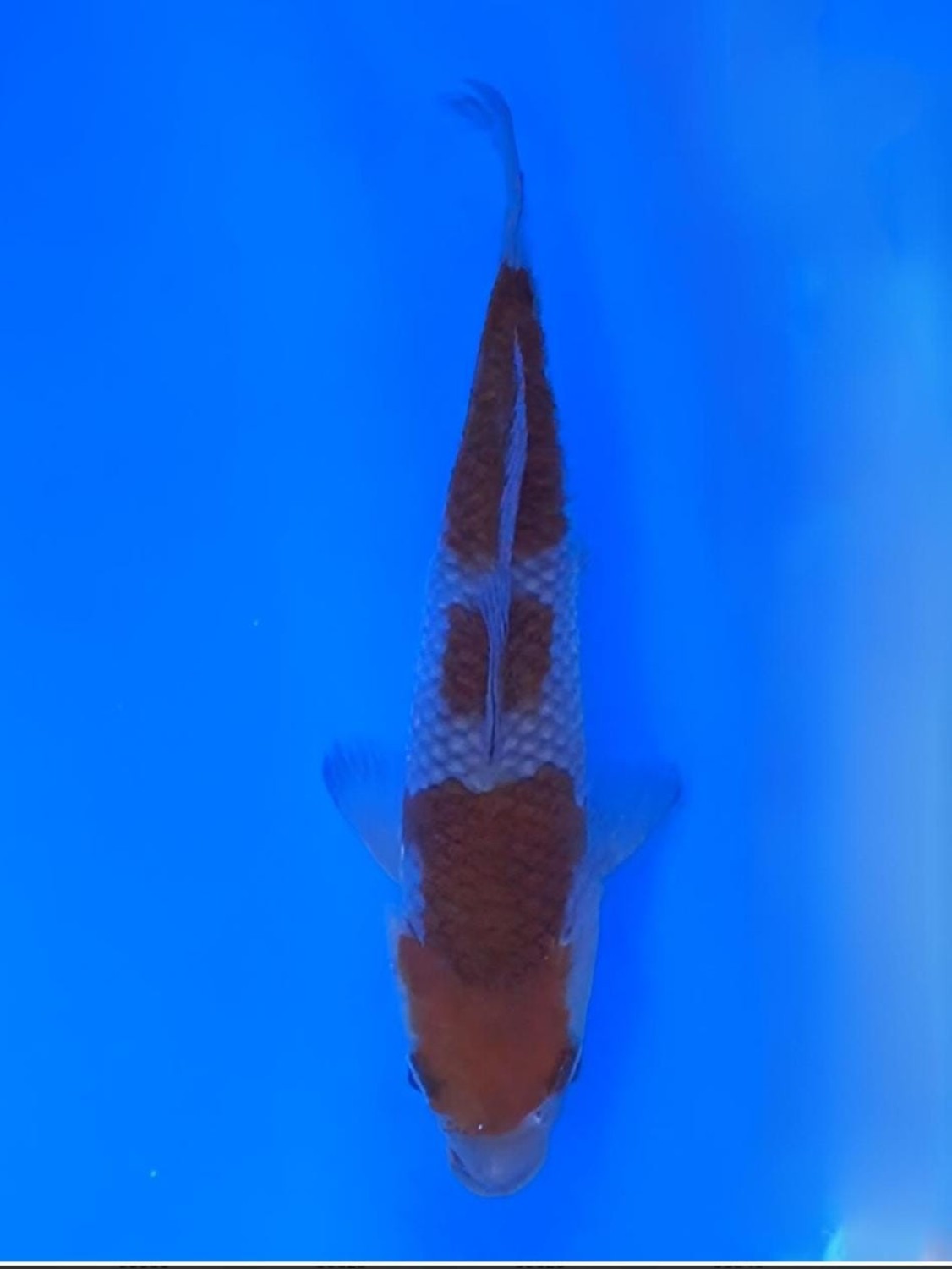 Juara 1