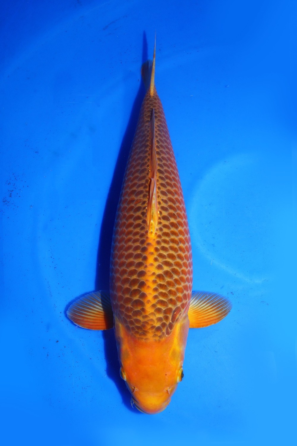 Juara 3
