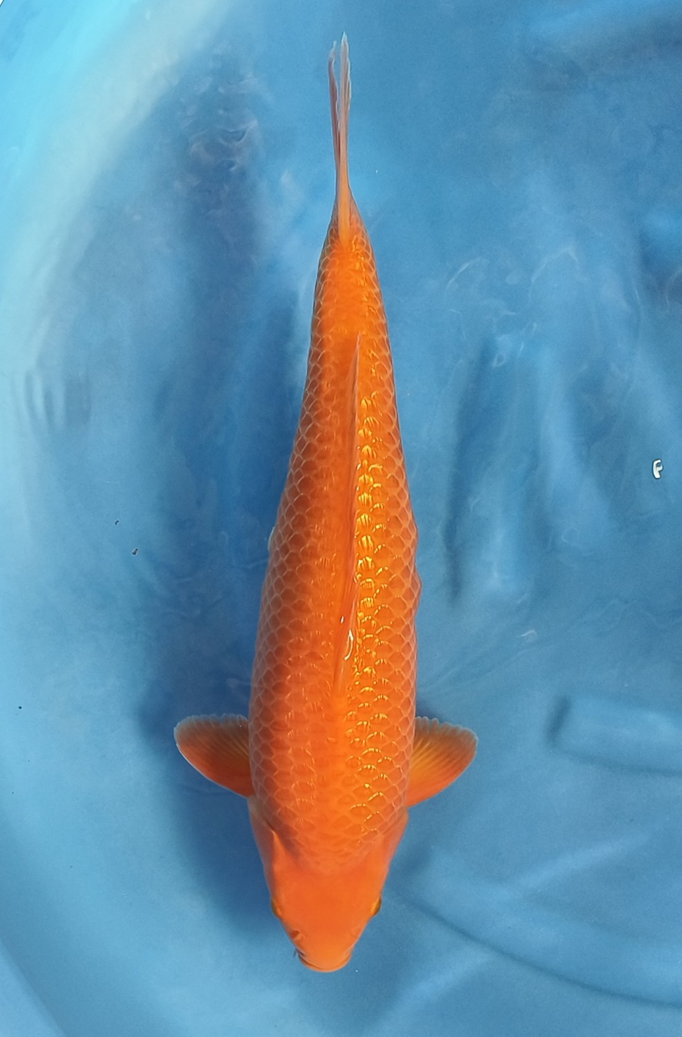 Juara 1