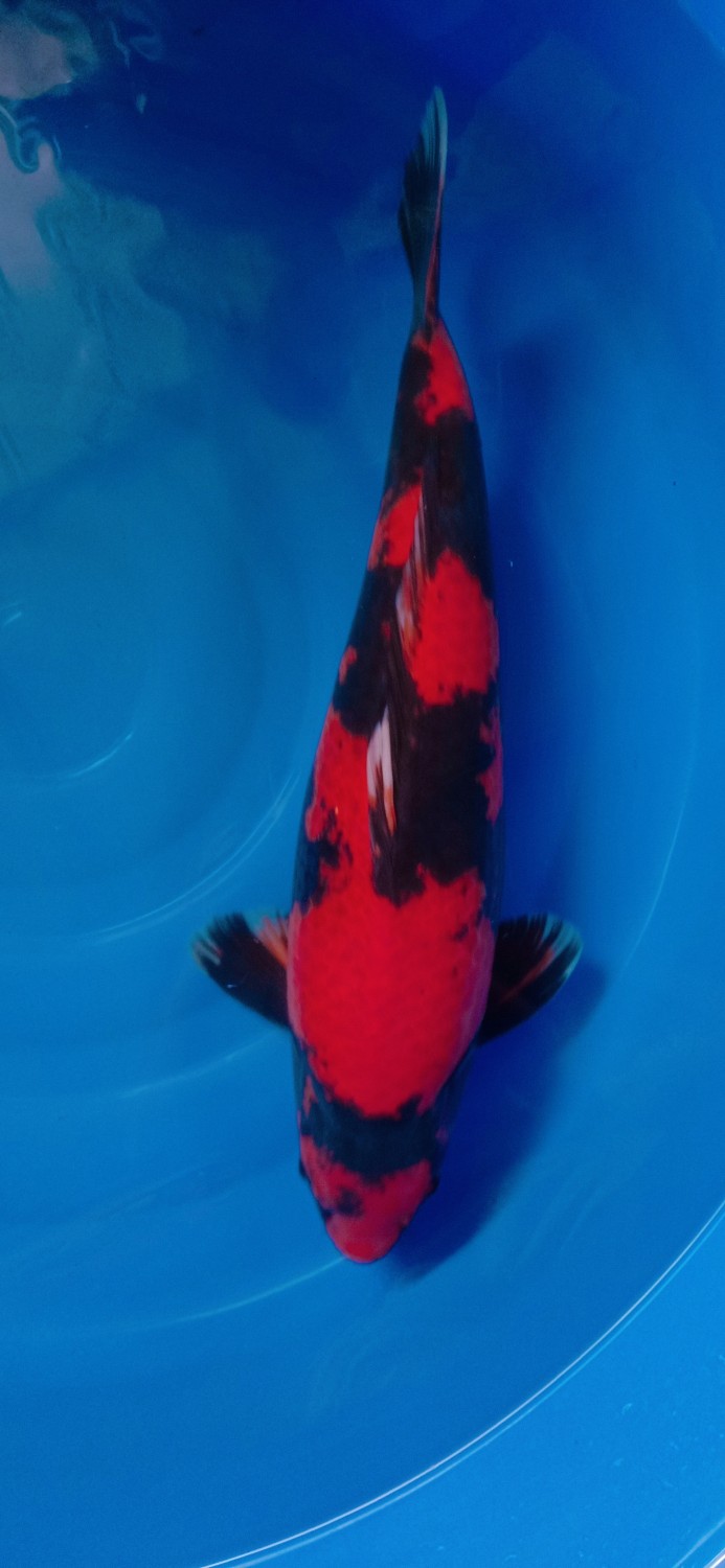 Juara 2