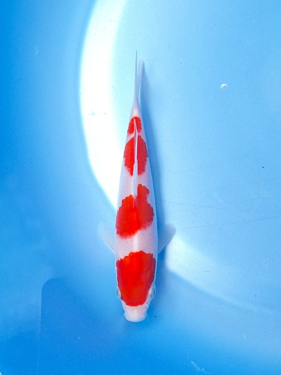 Juara 5