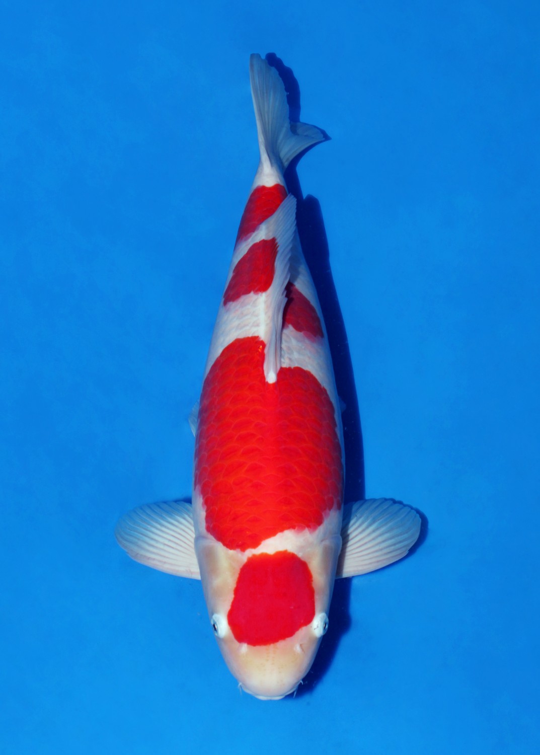 Juara 1