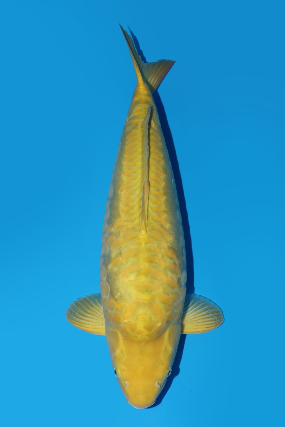 Juara 2