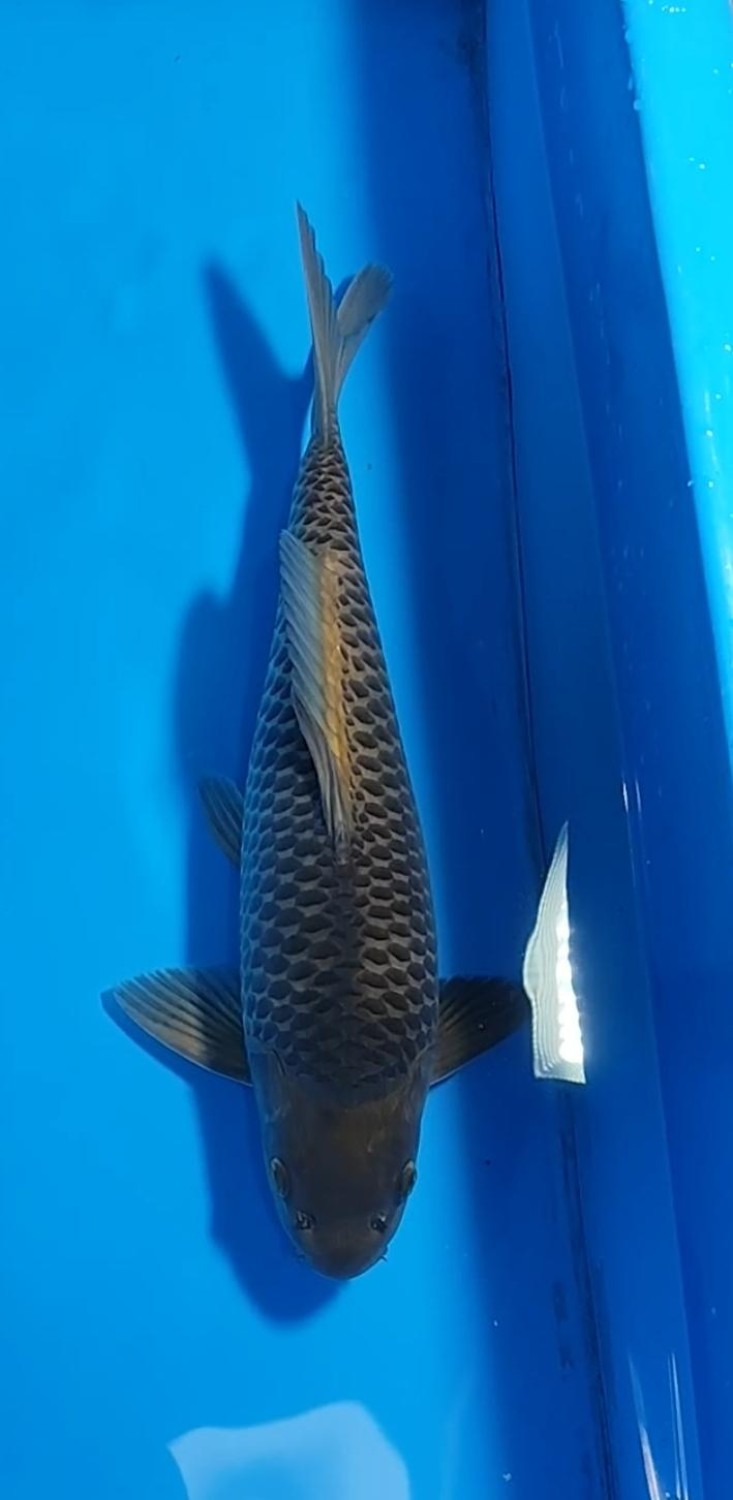 Juara 5
