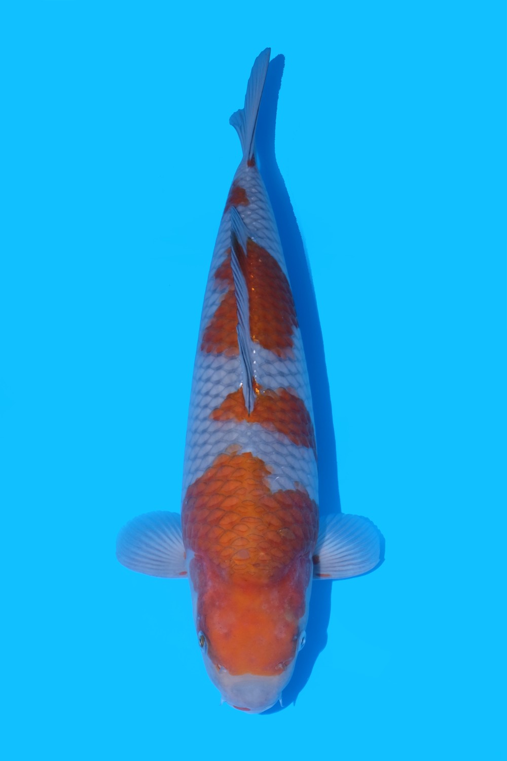 Juara 1
