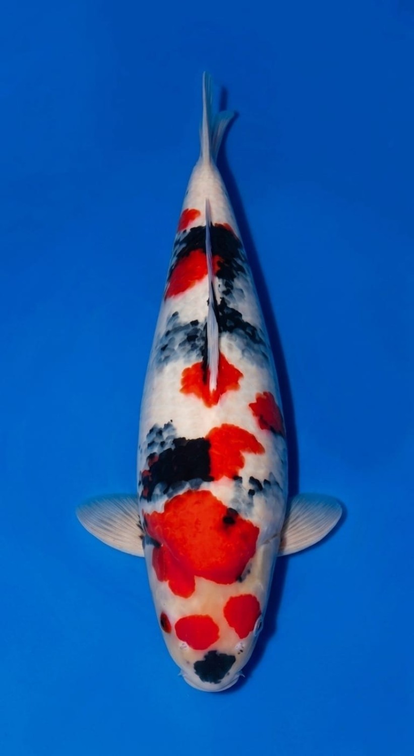 Juara 1