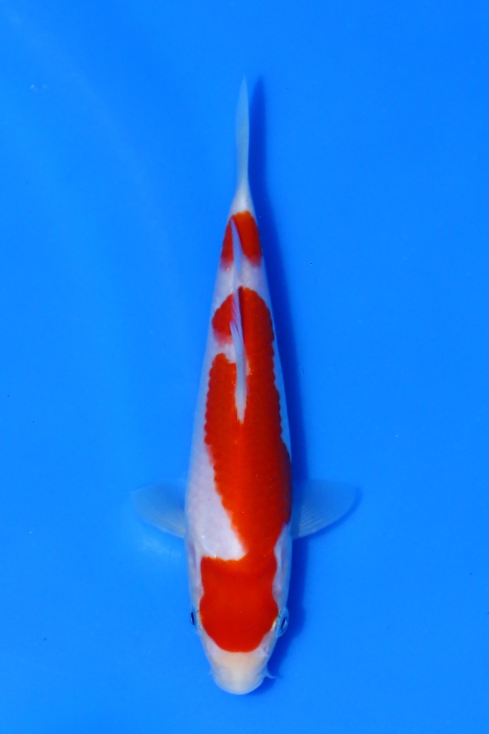 Juara 4