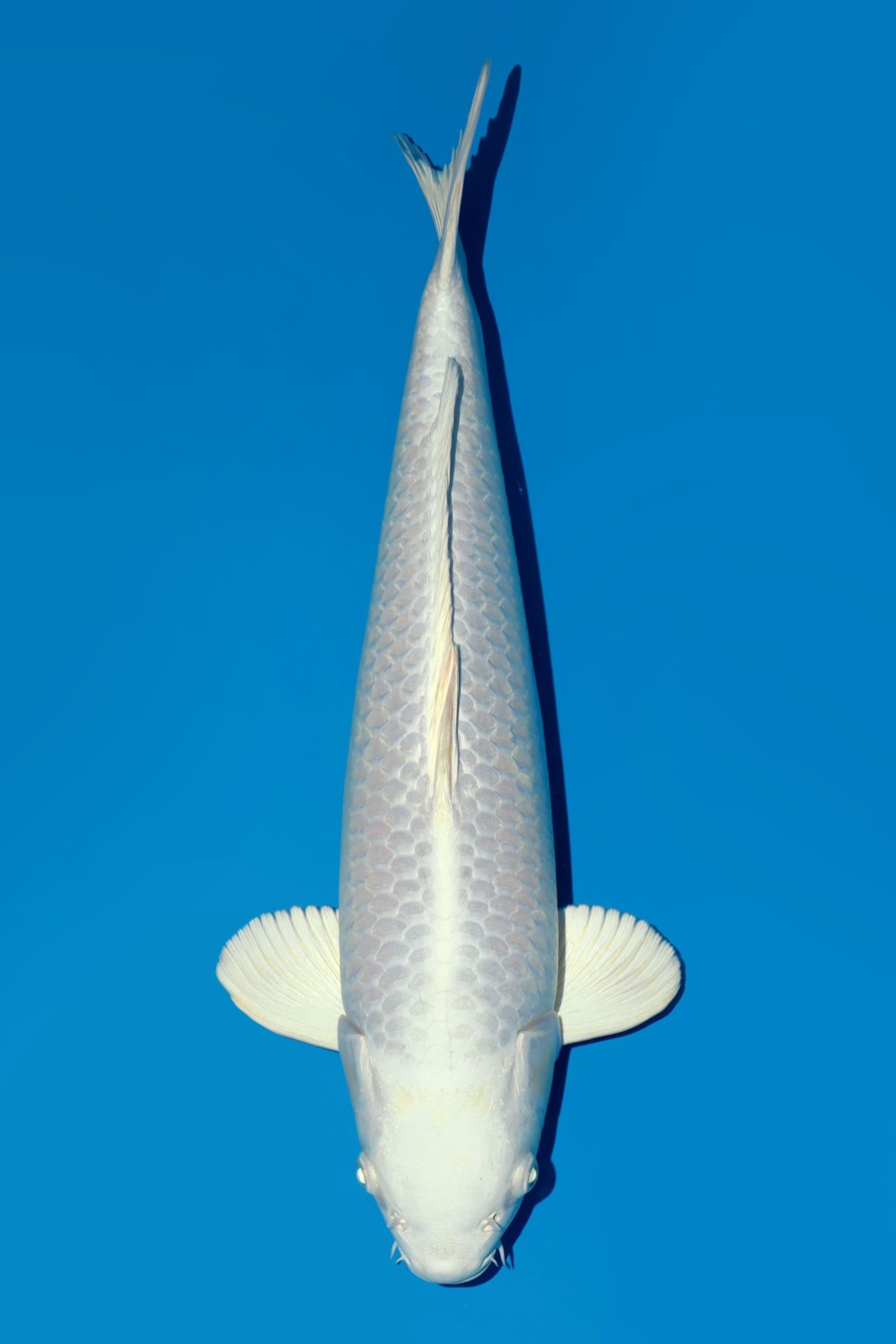 Juara 1