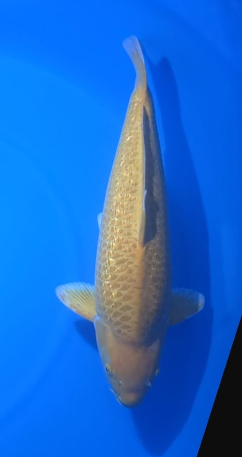 Juara 2