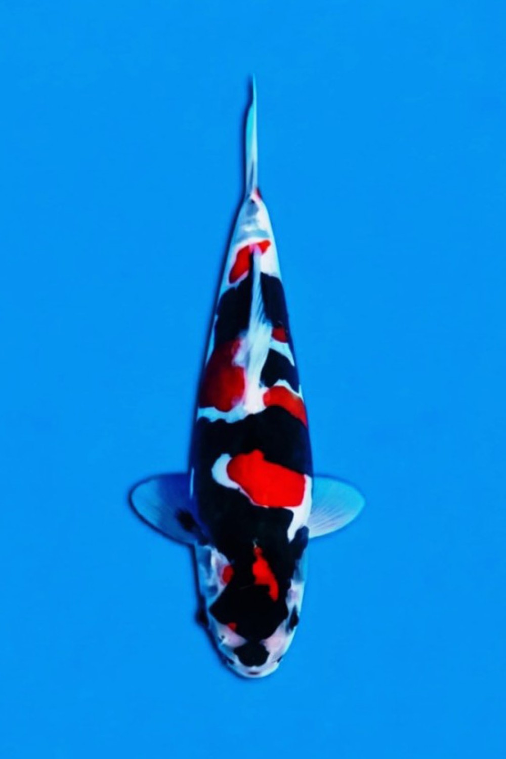 Juara 3