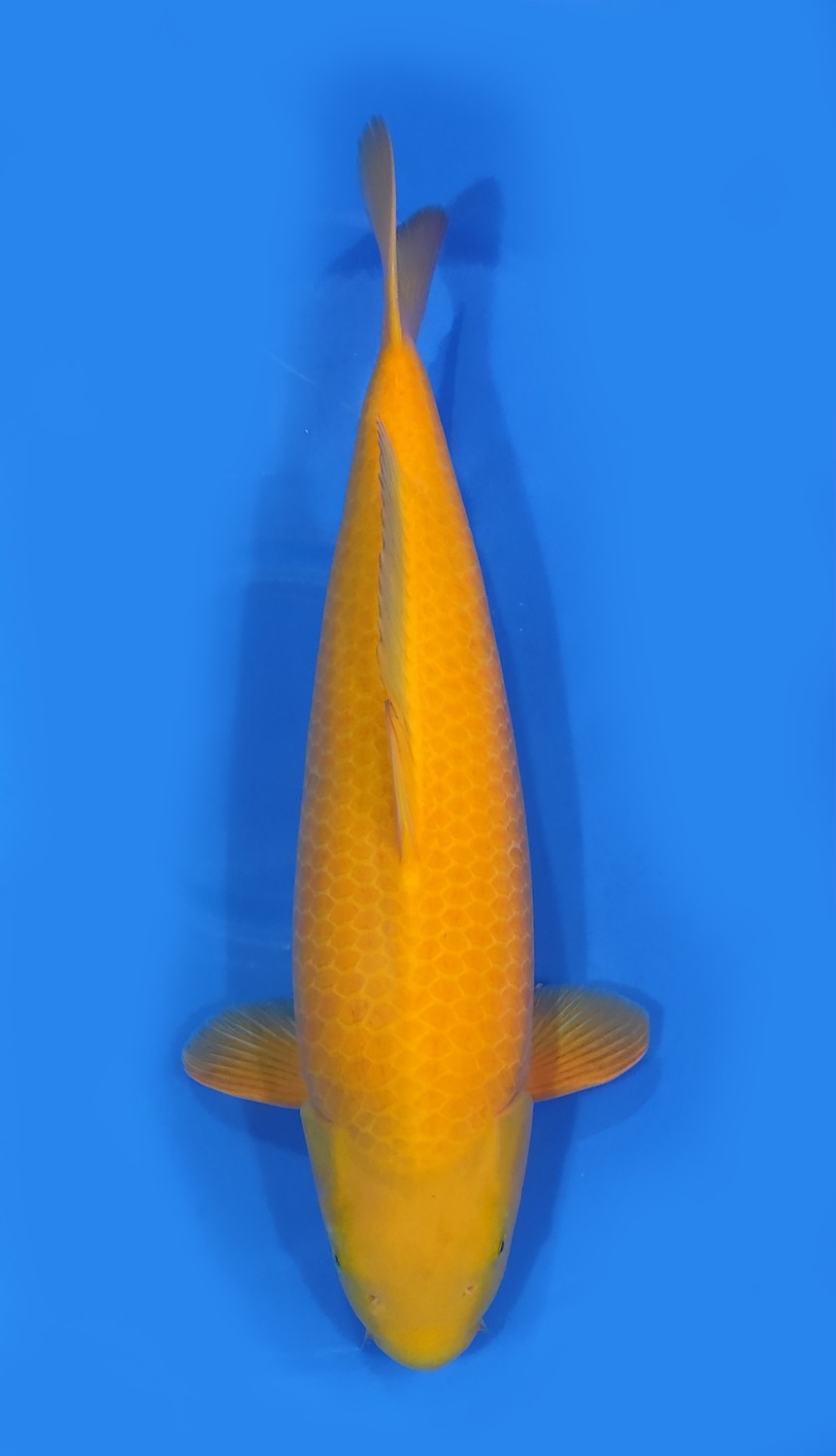 Juara 4