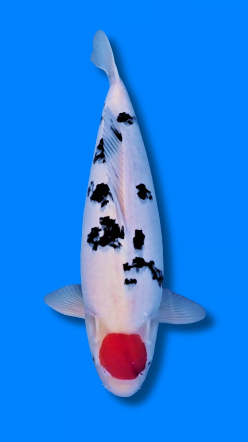Juara 4