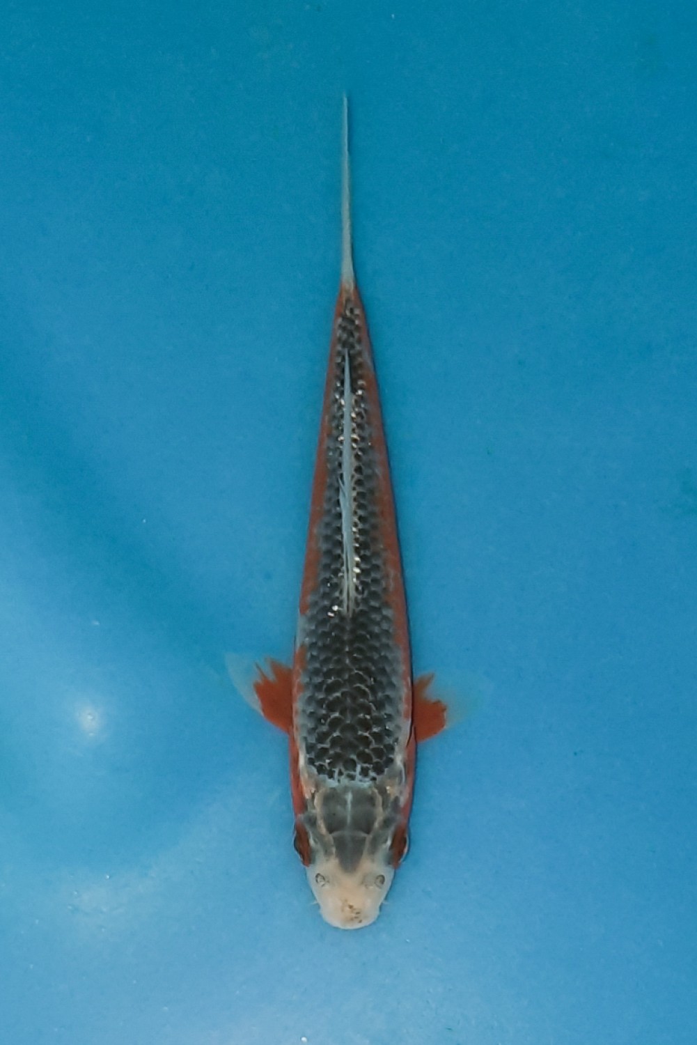 Juara 1