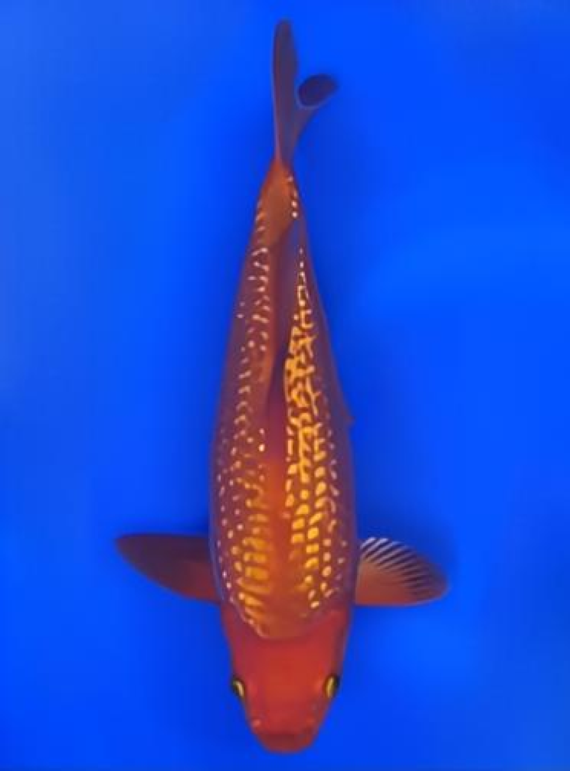 Juara 1
