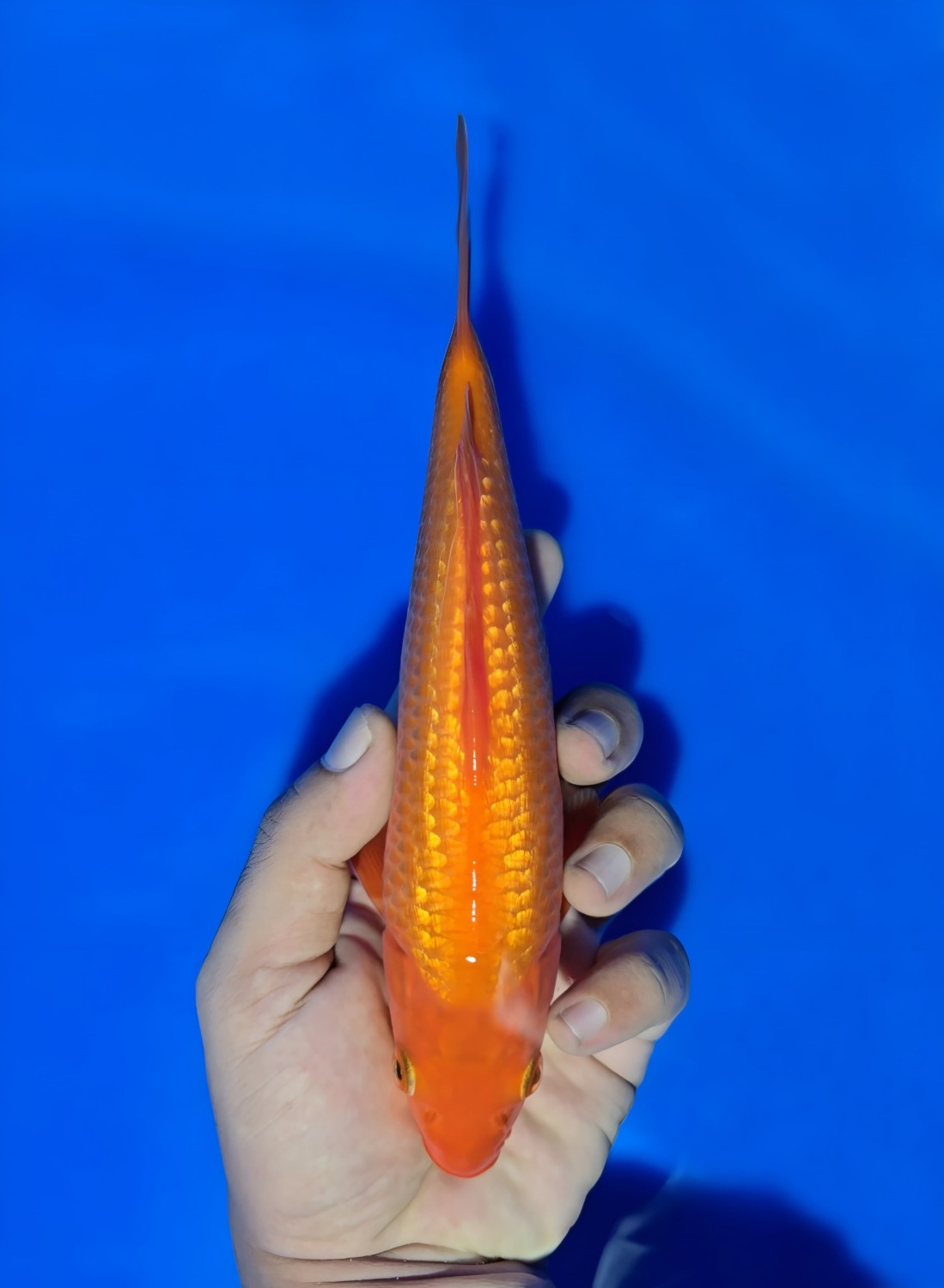 Juara 5
