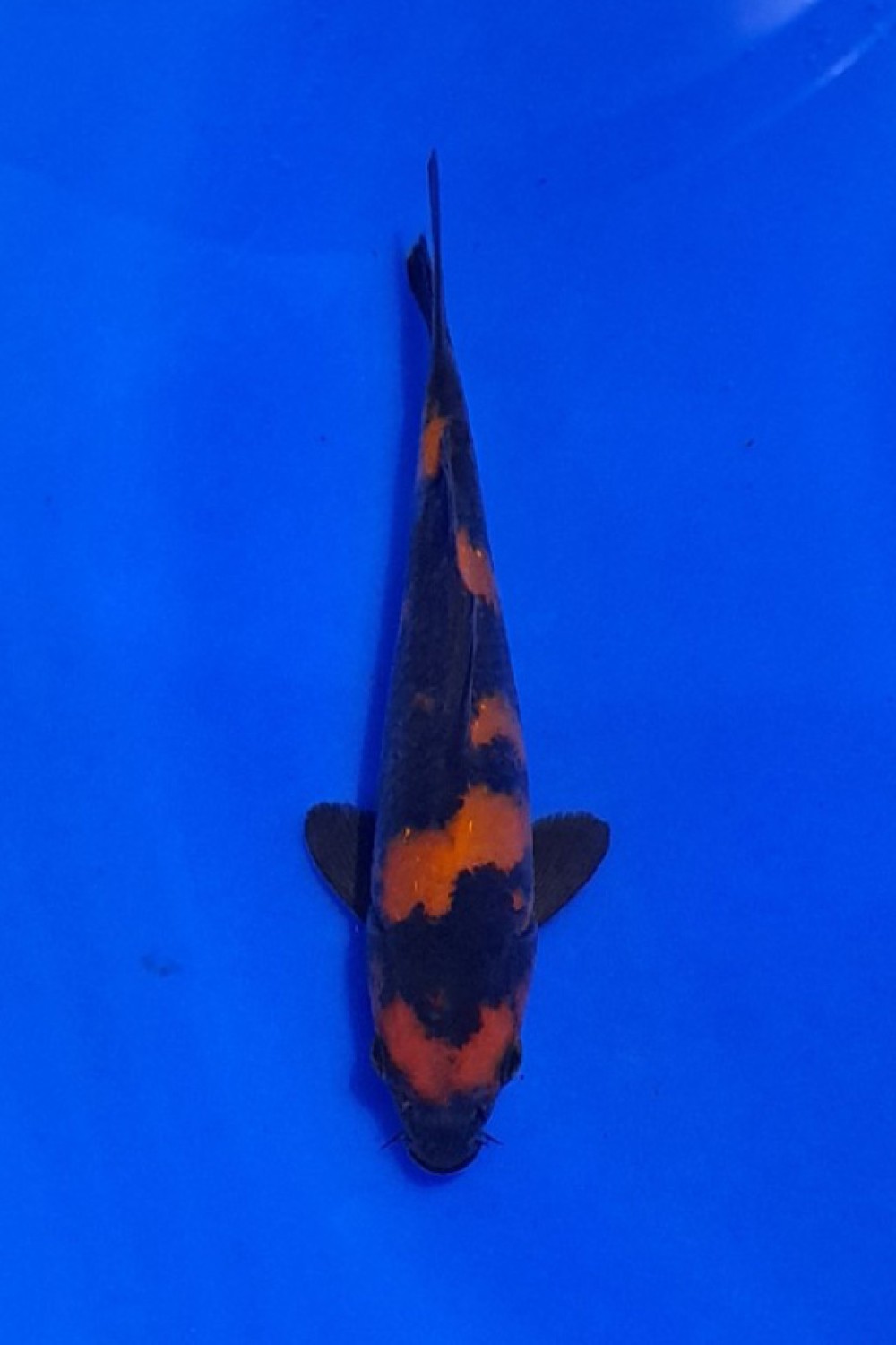 Juara 5