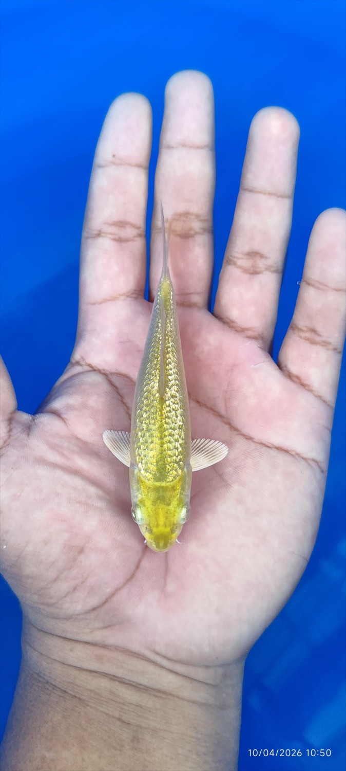 Juara 5