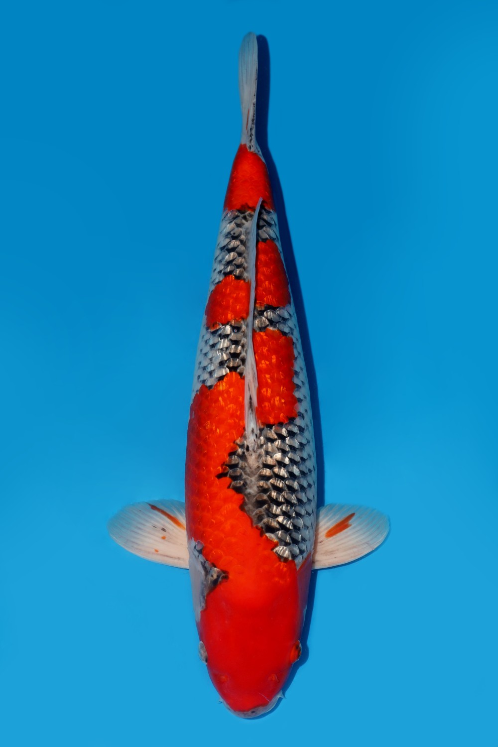 Juara 1