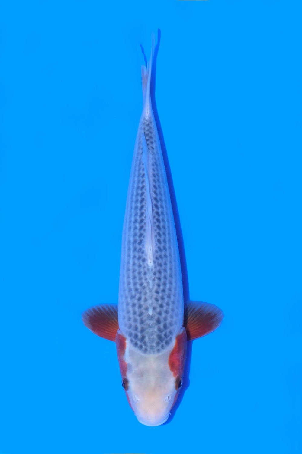 Juara 1