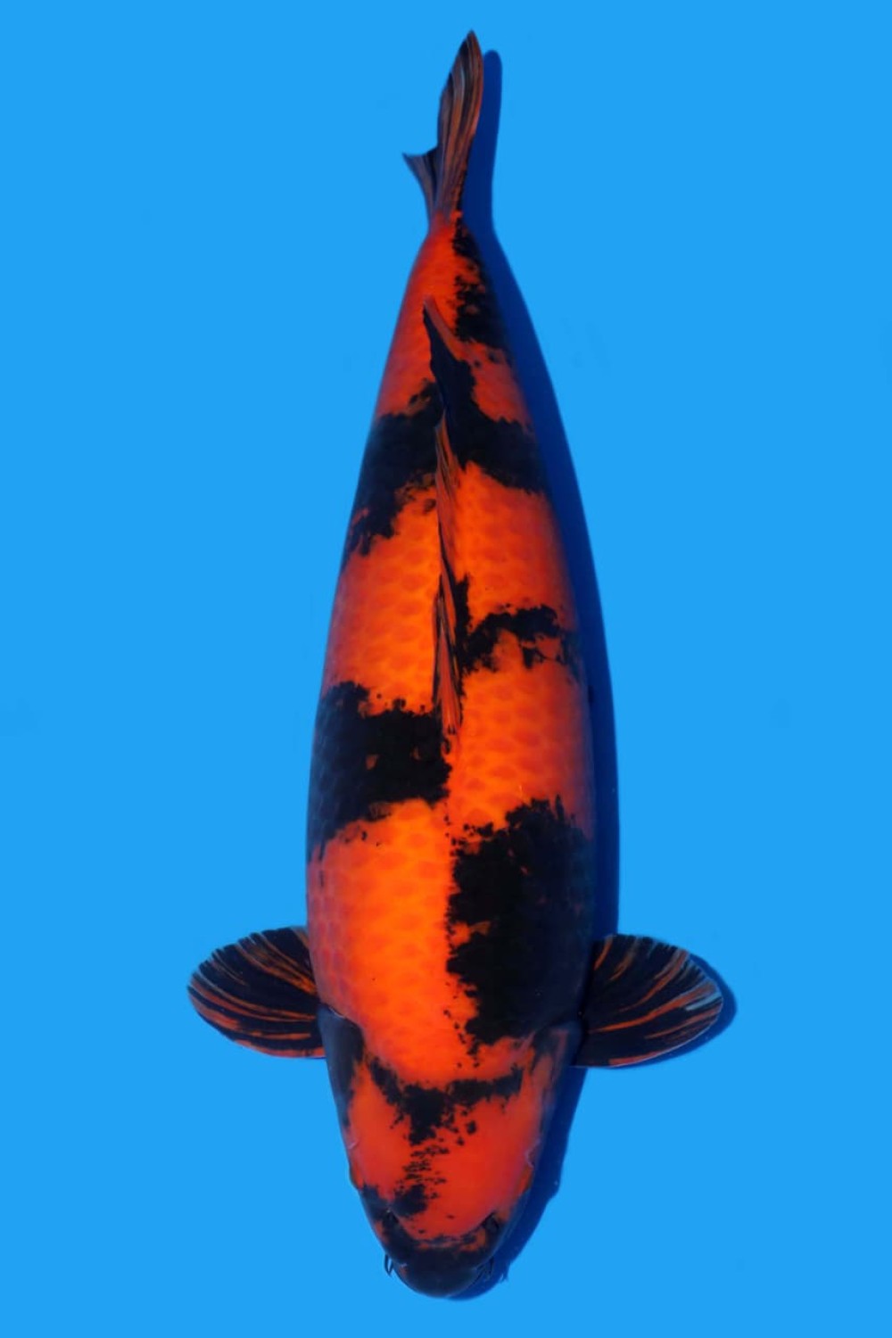 Juara 1