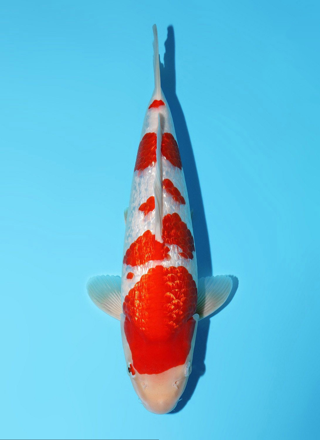 Best In Size B 46 - 50 cm