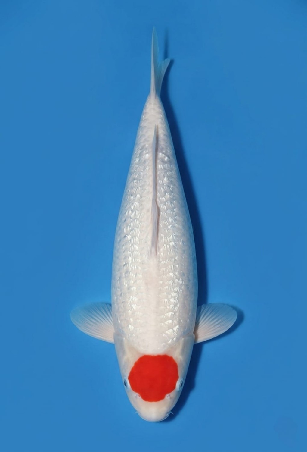 Juara 1