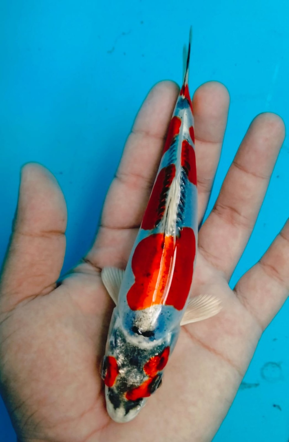 Juara 1
