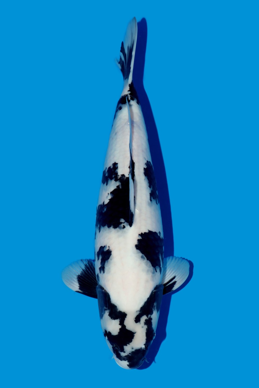 Juara 1