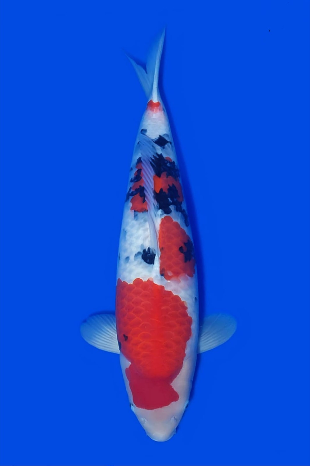 Juara 1