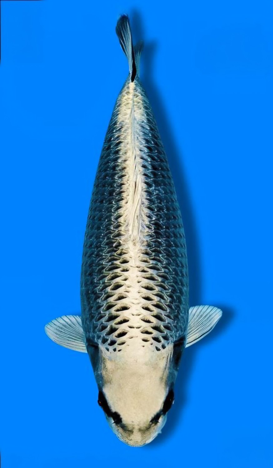 Juara 2