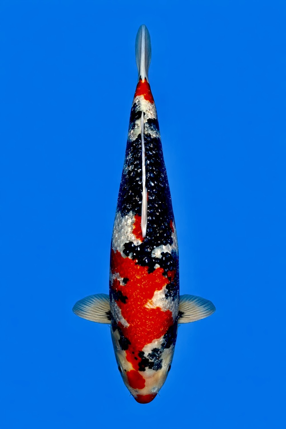 Juara 4